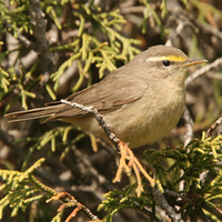 Sulphur-bellied Warbler