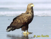Photo of orel mořský, Haliaeetus albicilla, White-tailed Eagle, See Adler