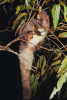 The greater glider, Petauroides volans
