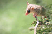 Murine Mouse-Opossum Marmosa murina