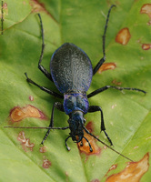 Carabus intricatus intricatus