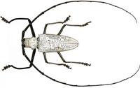 Batocera kibleri