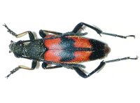 Stictoleptura cordigera anojiaensis