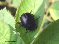 Chrysolina sturmi