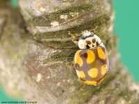 Adalia decempunctata var. guttatopunctata