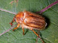 Amphimallon solstitiale - Summer Chafer