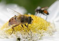 Eristalis tenax - Drone Fly