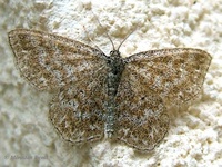 Scopula immorata - Lewes Wave