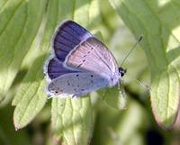 Cupido argiades - Short-tailed Blue