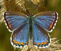 Polyommatus bellargus f. ceronus - Adonis Blue