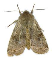 Orthosia incerta - Clouded Drab