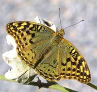 Argynnis pandora - Mediterranean Fritillary