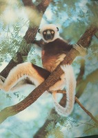 photograph of a sifaka : Propithecus verreauxi verreauxi