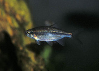 Richardsonius balteatus, Redside shiner: