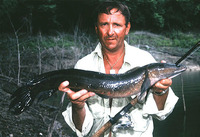 Channa marulius, Great snakehead: fisheries, aquaculture, gamefish, aquarium