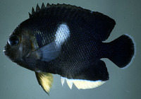 Centropyge tibicen, Keyhole angelfish: aquarium