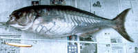 Hyperoglyphe japonica, Pacific barrelfish: fisheries