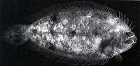 Poecilopsetta plinthus, Tile-colored righteye flounder: