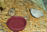 Button Quail Coturnix chinensis