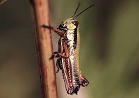 Micropodisma salamandra