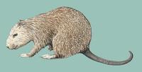 Image of: Capromys pilorides (Desmarest's hutia)