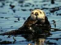 Image of: Enhydra lutris (sea otter)