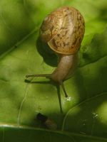 Fruticicola fruticum