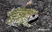 Bufo calamita - Natterjack Toad