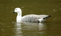 Chloephaga picta - Upland Goose