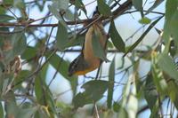 Pardalotus punctatus - Spotted Pardalote