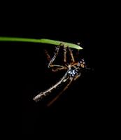 Image of: Asilidae (robber flies)