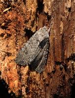 Image of: Discestra trifolii (clover cutworm)