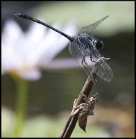 Image of: Dythemis nigrescens