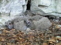 Bubo bubo - Eagle Owl