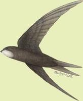 Image of: Apus apus (common swift)