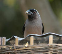 Image of: Dendrocitta formosae (gray treepie)