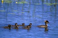 Image of: Lophodytes cucullatus (hooded merganser)