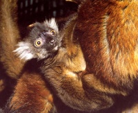 Eulemur macaco macaco - Black Lemur