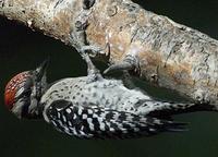 Image of: Picoides scalaris (ladder-backed woodpecker)