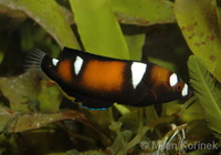 Coris formosa - Queen Coris