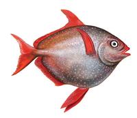 Image of: Lampris guttatus (opah)