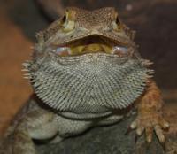 Image of: Pogona minor