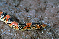 Image of: Rhinocheilus lecontei (long-nosed snake)