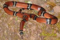 Lampropeltis triangulum - Milk Snake