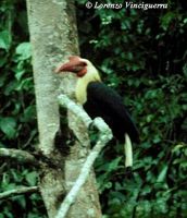 Writhed Hornbill - Aceros leucocephalus