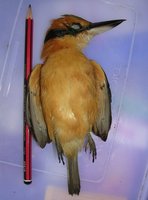 Cinnamon-collared Kingfisher - Todiramphus australasia