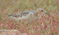 Buff-breasted Sandpiper - Tryngites subruficollis