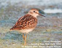 Least Sandpiper - Calidris minutilla