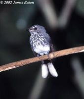 Spotted Fantail - Rhipidura perlata