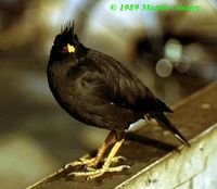 White-vented Myna - Acridotheres grandis